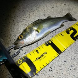 久々にサビキ釣りをしてみた