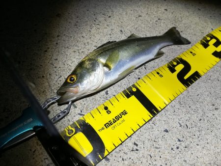 久々にサビキ釣りをしてみた