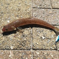 イカがダメならジグを投げればアレが釣れる