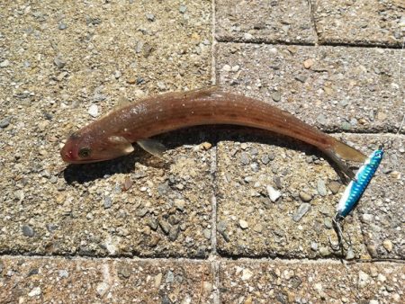 イカがダメならジグを投げればアレが釣れる