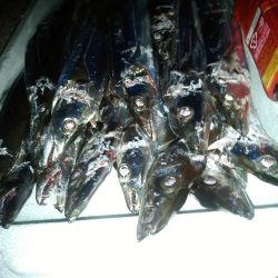 サバなし→爆釣