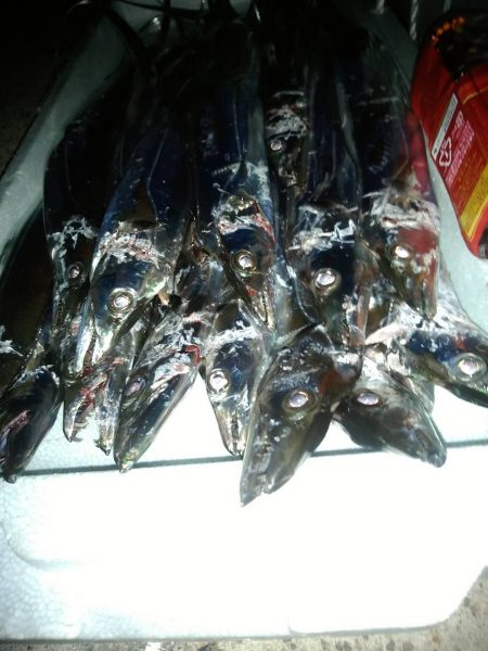 サバなし→爆釣