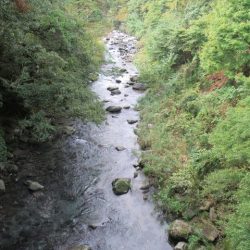 狩野川(狩野川漁業協同組合) 釣果