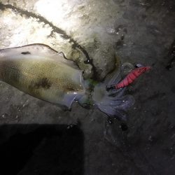 ナイトエギングで良型秋イカ