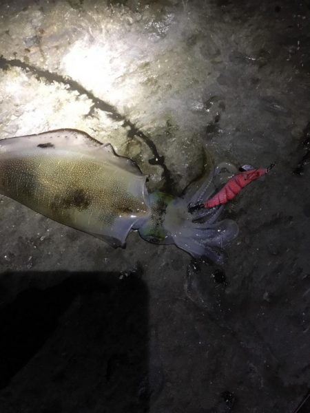 ナイトエギングで良型秋イカ