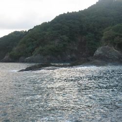 アオリイカ成長してきました。