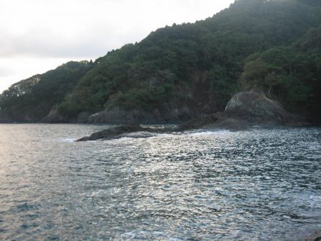 アオリイカ成長してきました。