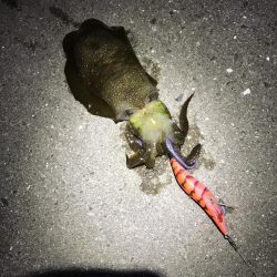 中紀でエギング、アオリイカ２ケタ