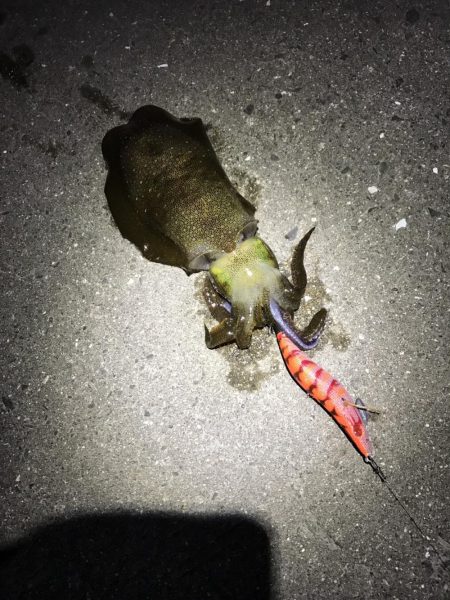 中紀でエギング、アオリイカ２ケタ