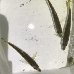 1年ぶりに浮き釣り