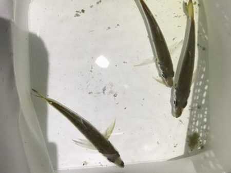 1年ぶりに浮き釣り