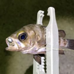 チャリコング楽しそう