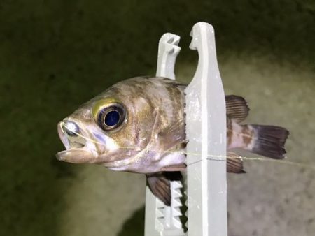 チャリコング楽しそう