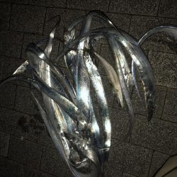 タチウオのちサバ