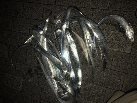 タチウオのちサバ