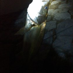 新川、佐鳴湖、シーバス