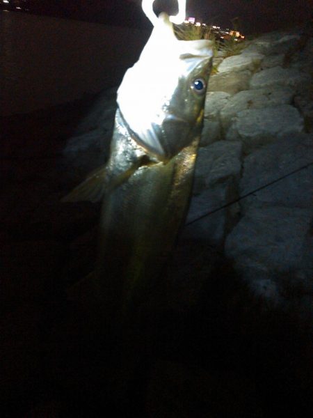 新川、佐鳴湖、シーバス