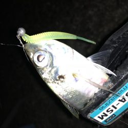 癒しのアジング