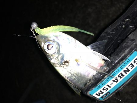 癒しのアジング