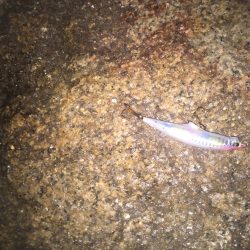 やっとタチウオ！