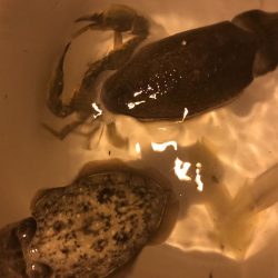 イカ３種＋渡蟹