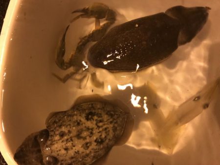 イカ３種＋渡蟹