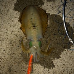 良型になってます