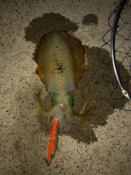 良型になってます