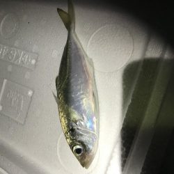 夜釣り、エサ釣り