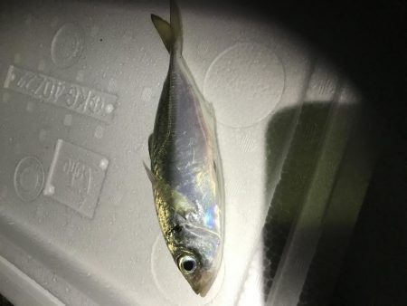 夜釣り、エサ釣り