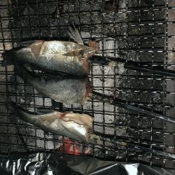 チビシーバス入れ食い