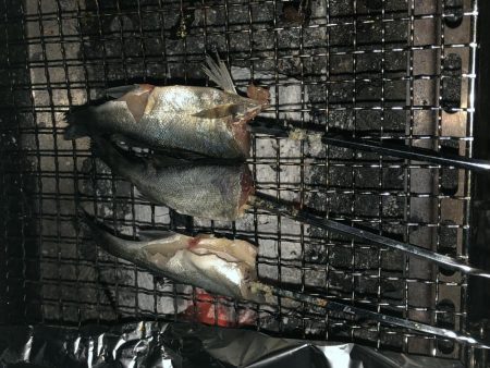 チビシーバス入れ食い