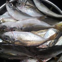 まさかのタチウオ25匹