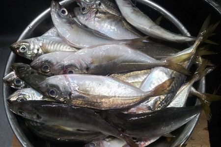 まさかのタチウオ25匹