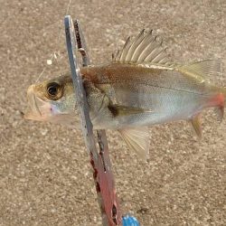 タチウオ留守、サバ留守番