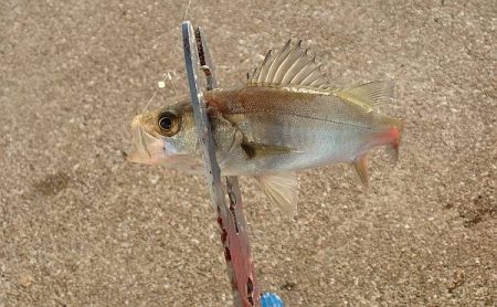 タチウオ留守、サバ留守番