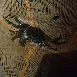 モクズガニ釣り その1