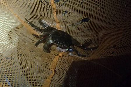 モクズガニ釣り その1