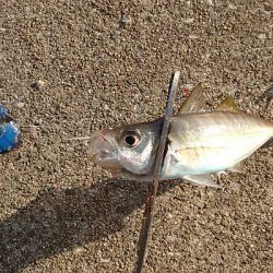 帰ってきたタチウオくん