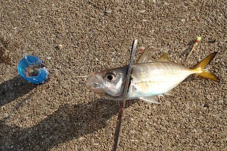 帰ってきたタチウオくん