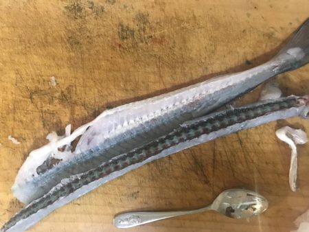 ショアジギング