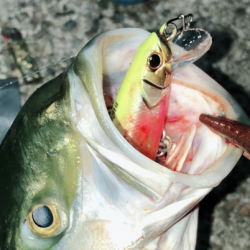 夕まずめブルー