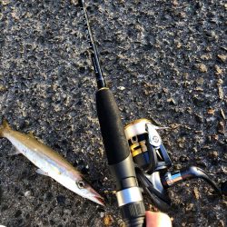 アジカマスアジアジカマス