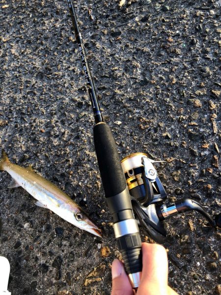 アジカマスアジアジカマス