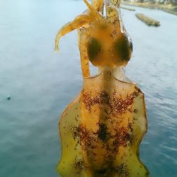 強行しました！