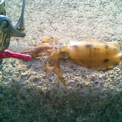 今秋最大530g ↗