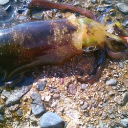 ラン♪ガンしてボツぼつ～♪