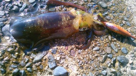 ラン♪ガンしてボツぼつ～♪