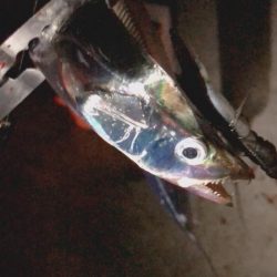 タチウオも潮が重要。