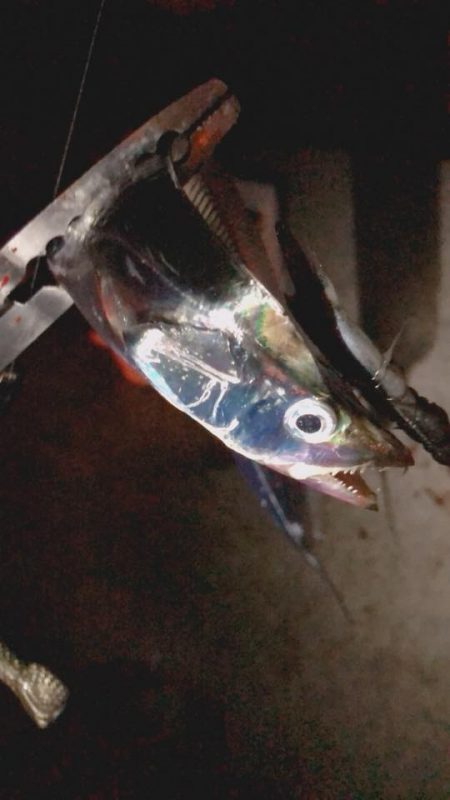 タチウオも潮が重要。